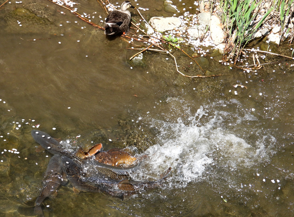 決着をつけるエリア？