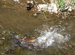 決着をつけるエリア？