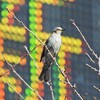 シン・ヒヨドリ