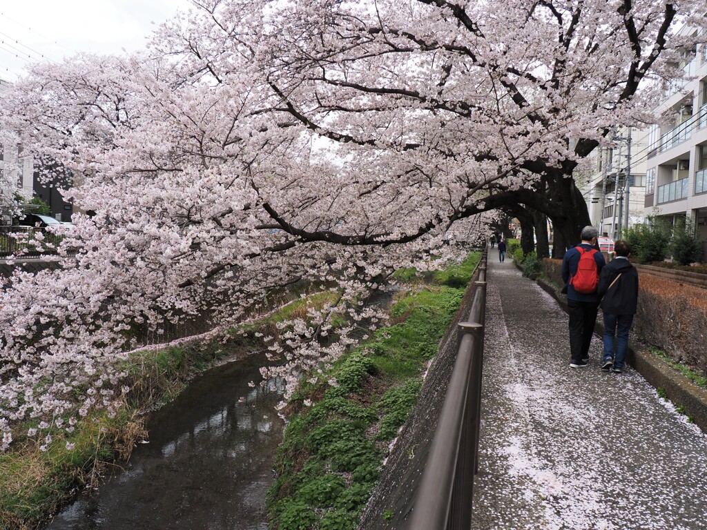 桜を踏みながら