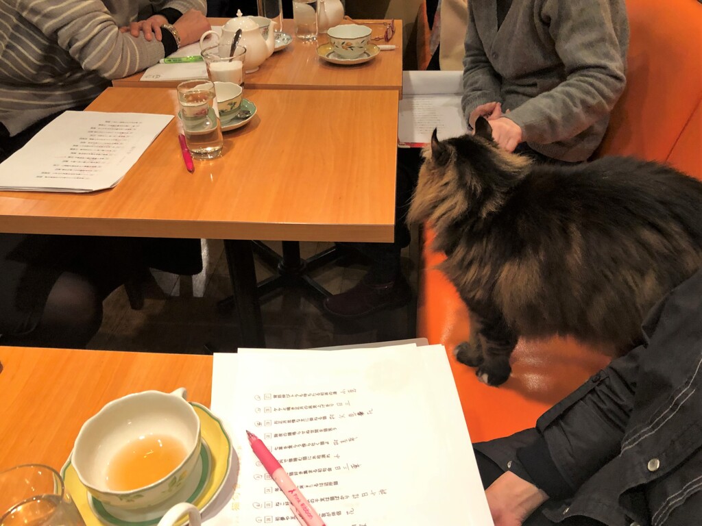 猫句会に参加するカイ君