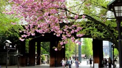 八重桜と神門