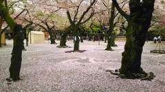 桜で埋まる境内