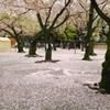 桜で埋まる境内