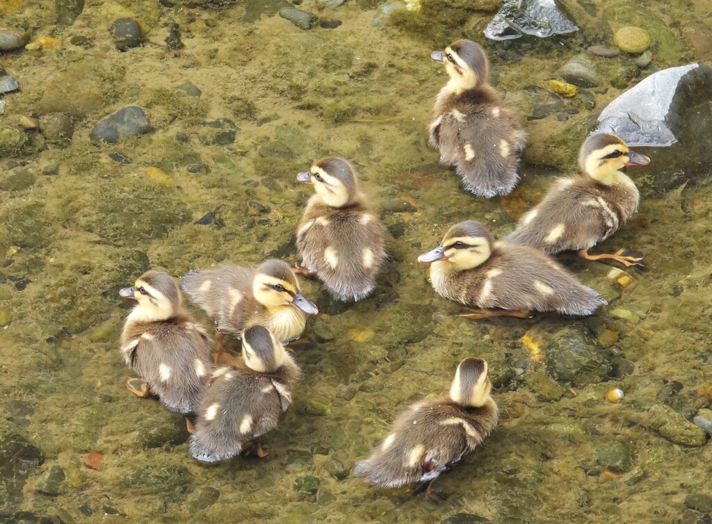 可愛い ( *´艸｀)