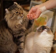 パパの猫パンチで