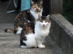 地元のワイルドキャット（川崎・多摩区）