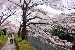 豪華絢爛な桜