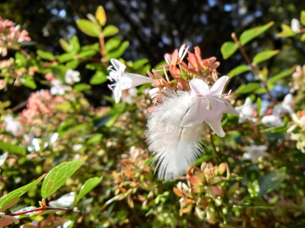 元町公園の珍しい花