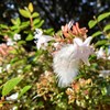 元町公園の珍しい花