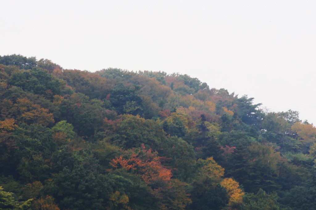 心眼で眺めれば嵐山の紅葉 Ⅱ