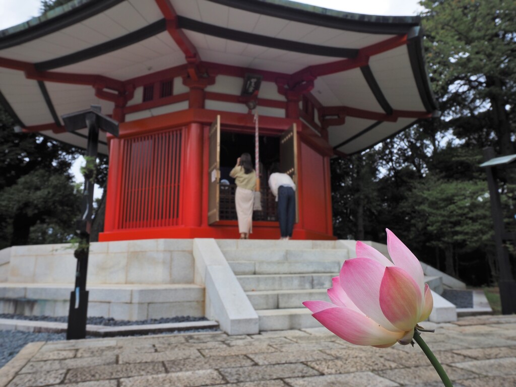 蓮の花