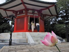 蓮の花