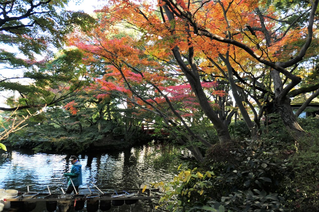 池の清掃