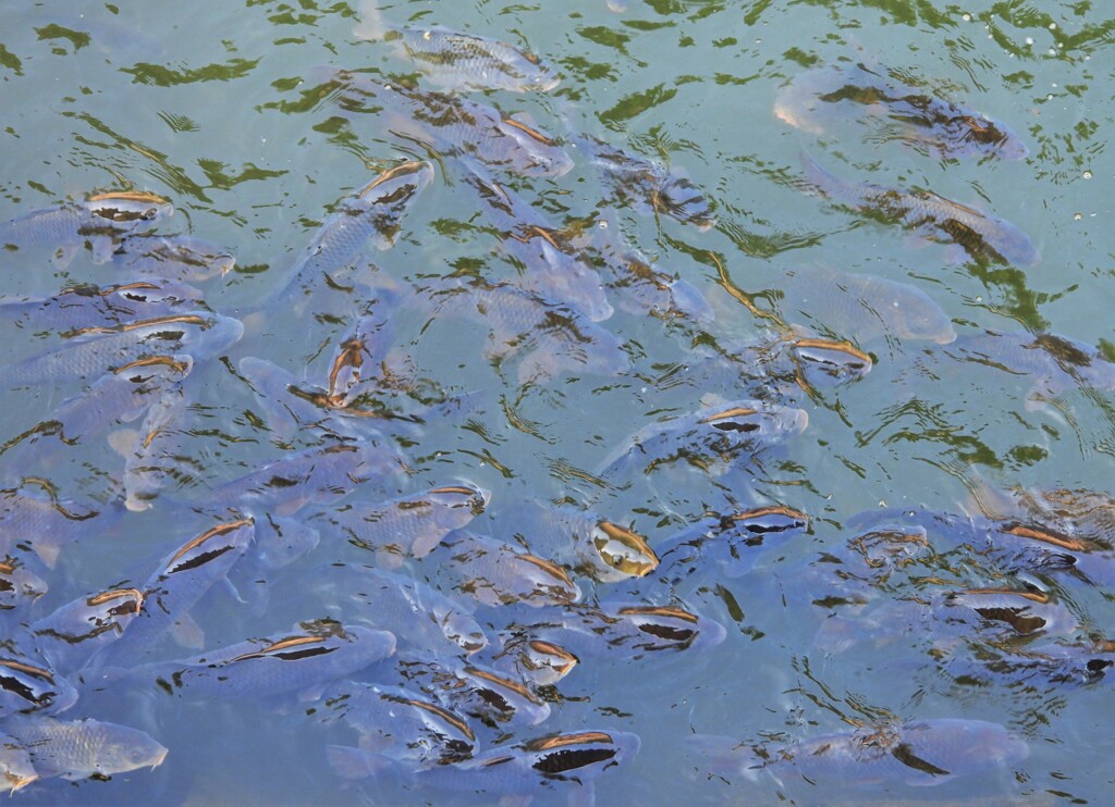 食パンはない！