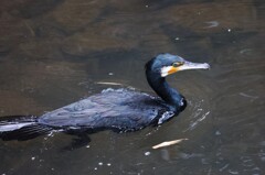 こいつが飛ぶと