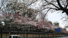 今日は三分咲き