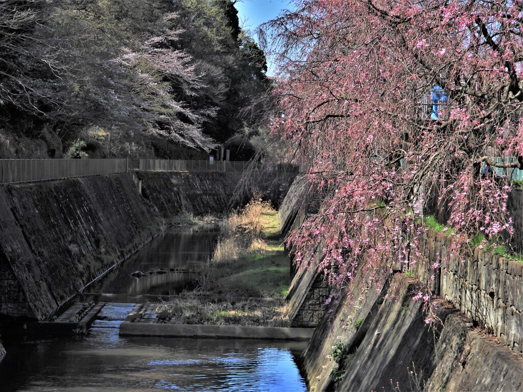 桜が開花