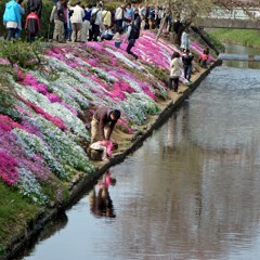 伊勢原市の芝桜