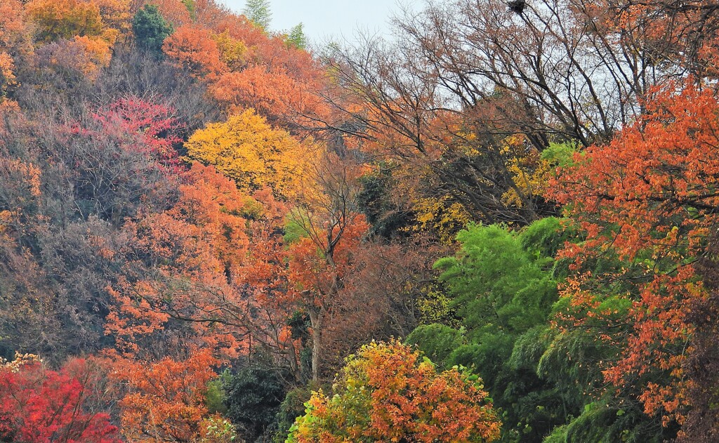 山が燃えてきた