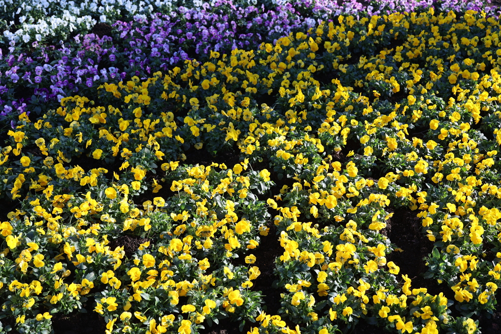 色彩が華やかに