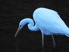 チュウサギ