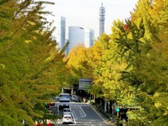 海岸通りのイチョウ並木