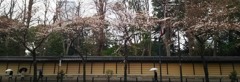 靖国神社の桜雨