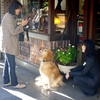 犬が好き
