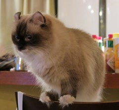 オーちゃん、暴れる