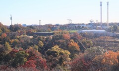 紅葉のピーク