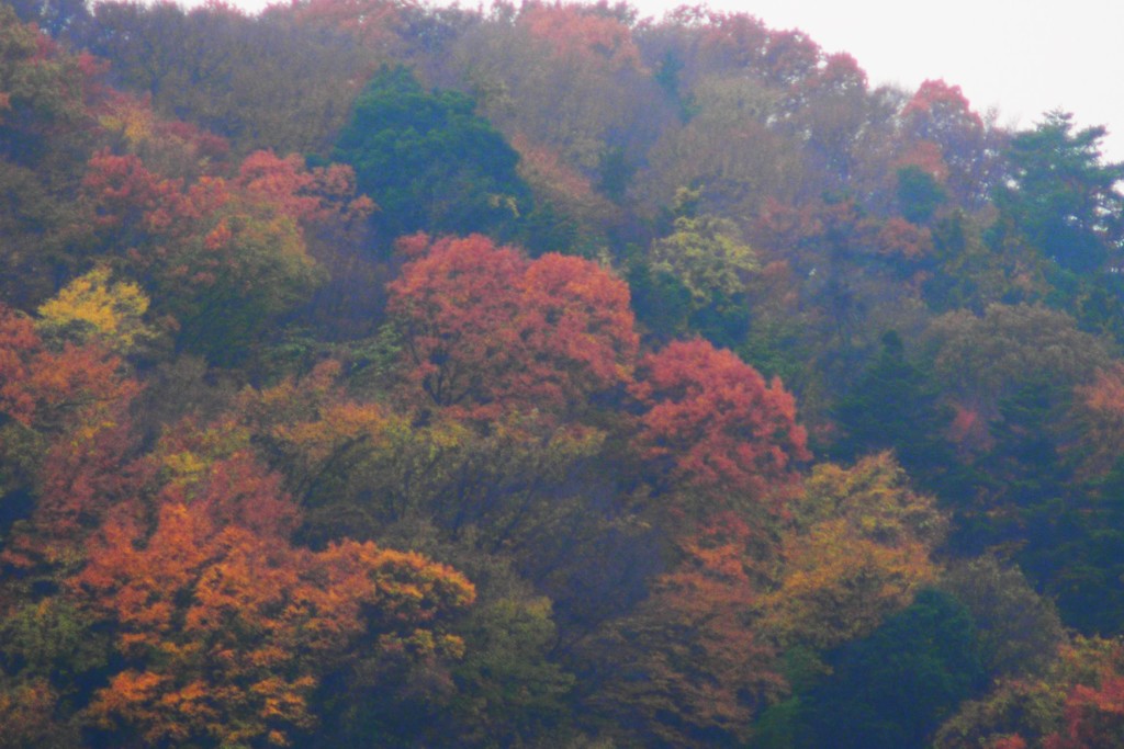 紅葉山