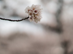 F1.2 