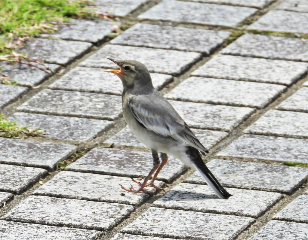 雷雨が来るぞ～