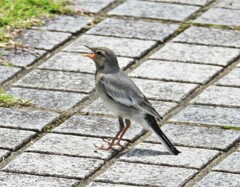 雷雨が来るぞ～