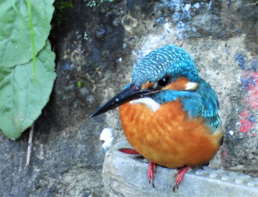 1羽目のカワセミ