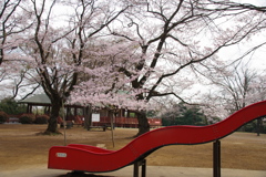 枡形城址の桜