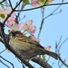 ハナミスキとスズメ