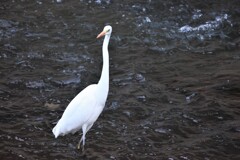 モデル立ちのダイサギ