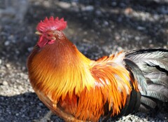 神鶏さん
