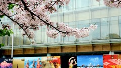 インド大使館と桜