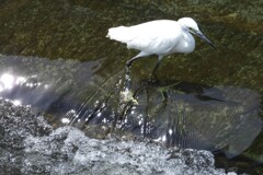 今日のガチピン