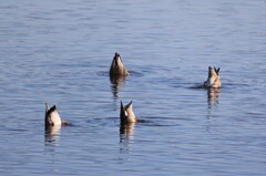 カモのシンクロ