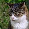 あばよダチ公
