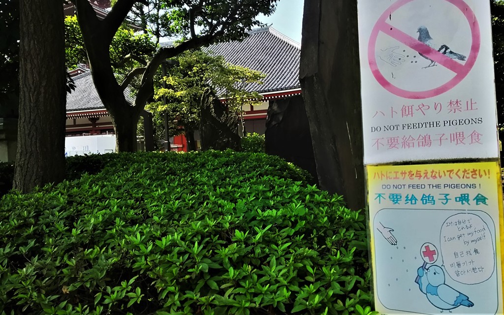 自己我食