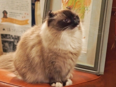 おねだりするオーちゃん