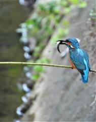 カワセミが…