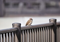 ボクも忘れないで