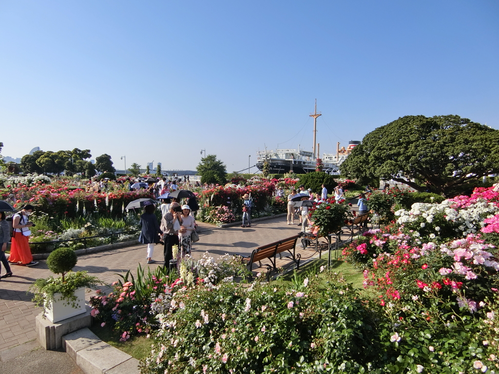 山下公園のローズガーデン