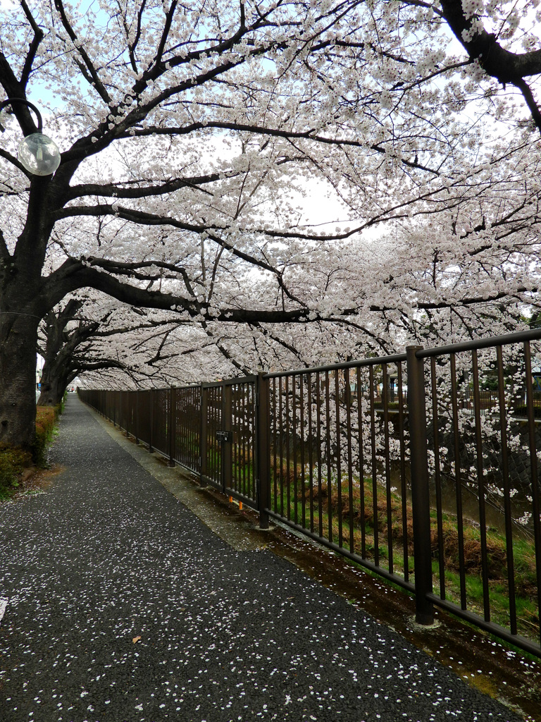 舗道にも桜